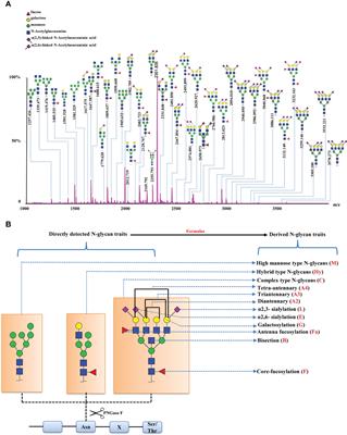 Serum protein N-glycome patterns reveal alterations associated with endometrial cancer and its phenotypes of differentiation